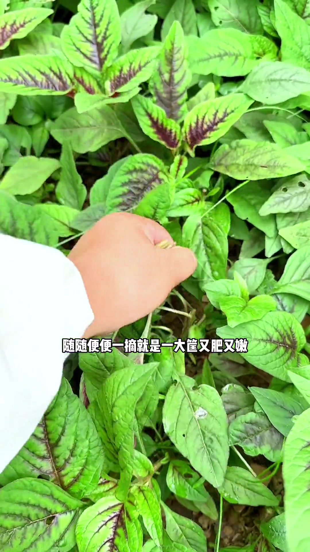 在农村一个人的独居生活到底有多爽?各种蔬菜水果吃不完 根本吃不完 自己种的纯天然的绿色蔬菜