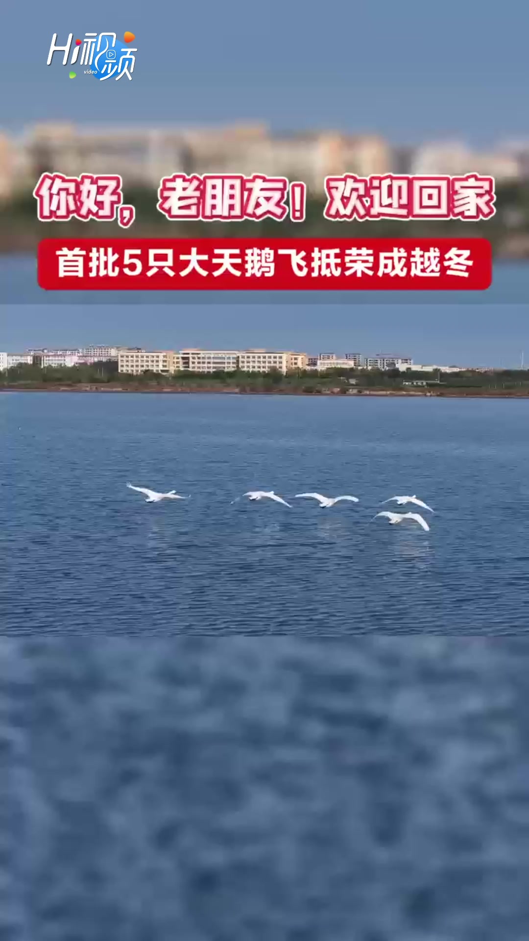 Hi视频丨首批5只大天鹅飞抵荣成过冬