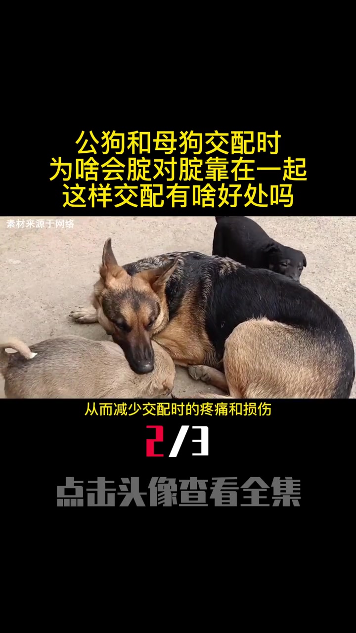 公狗和母狗交配时,为啥会腚对腚靠在一起?这样交配有啥好处吗(