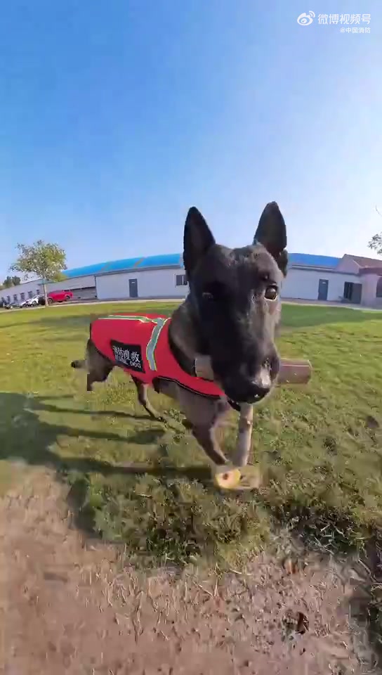 让我们一起跟随 搜救犬金刚,第一视角沉浸式记录犬犬的休闲时光。金刚:好不容易出来一趟,多看