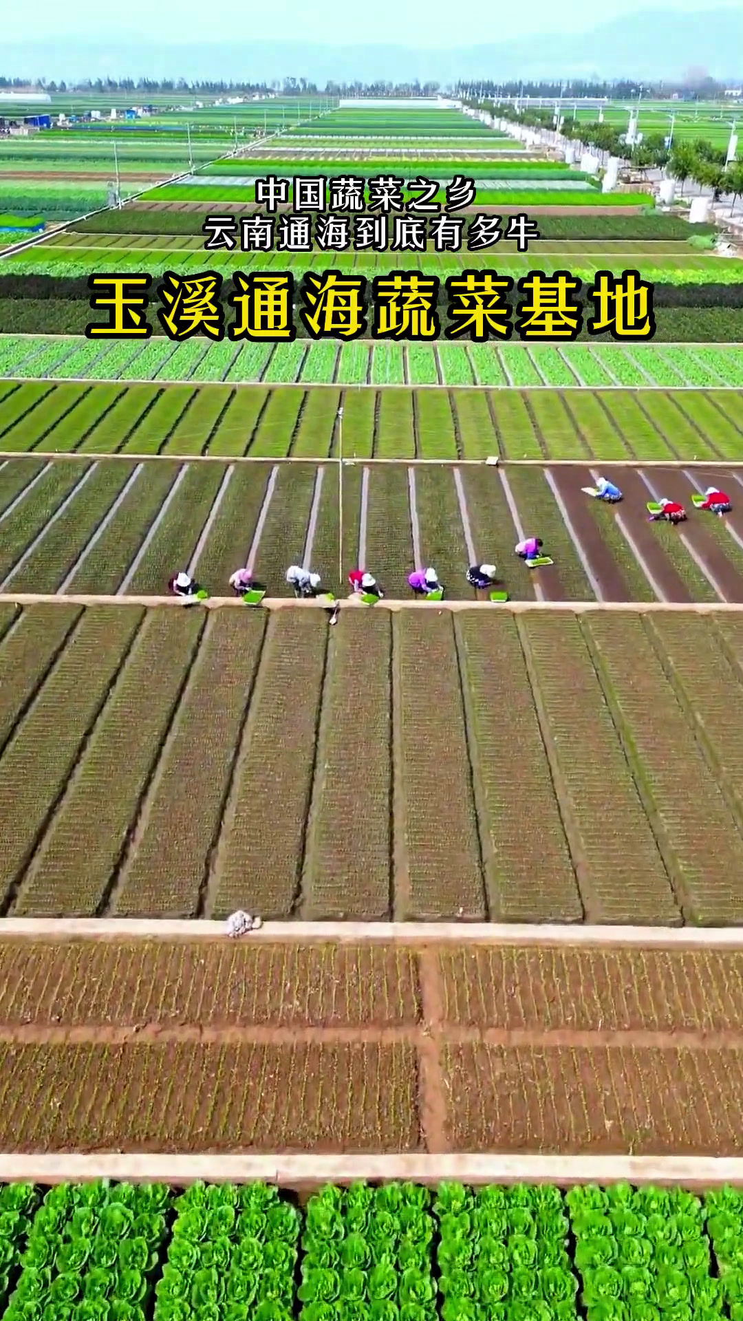 这里是国内最大的蔬菜基地——云南通海,蔬菜远销国内外。蔬菜都种得这么美,仿佛巨大的眼影盘!