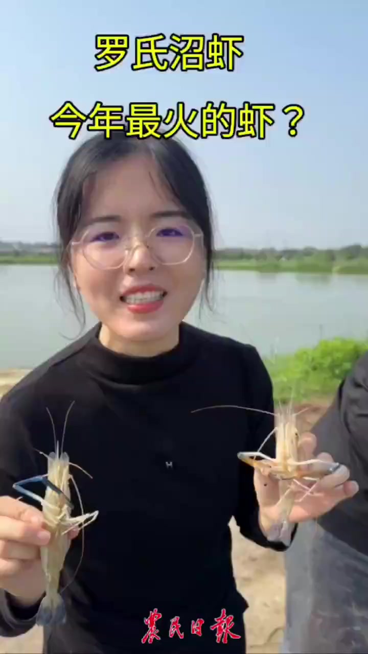 罗氏沼虾种虾销售旺季,能卖到360元一斤,你吃过这种虾吗?