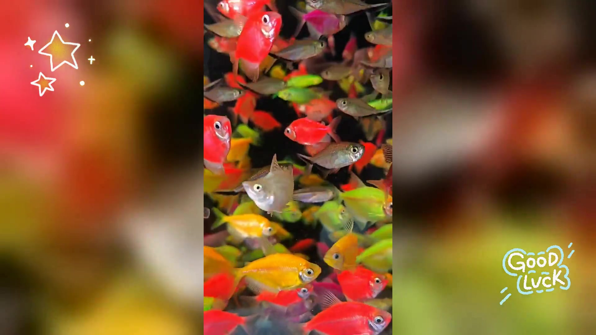 天使鱼蝶翼斑马与黑尾大勾,多彩水族展