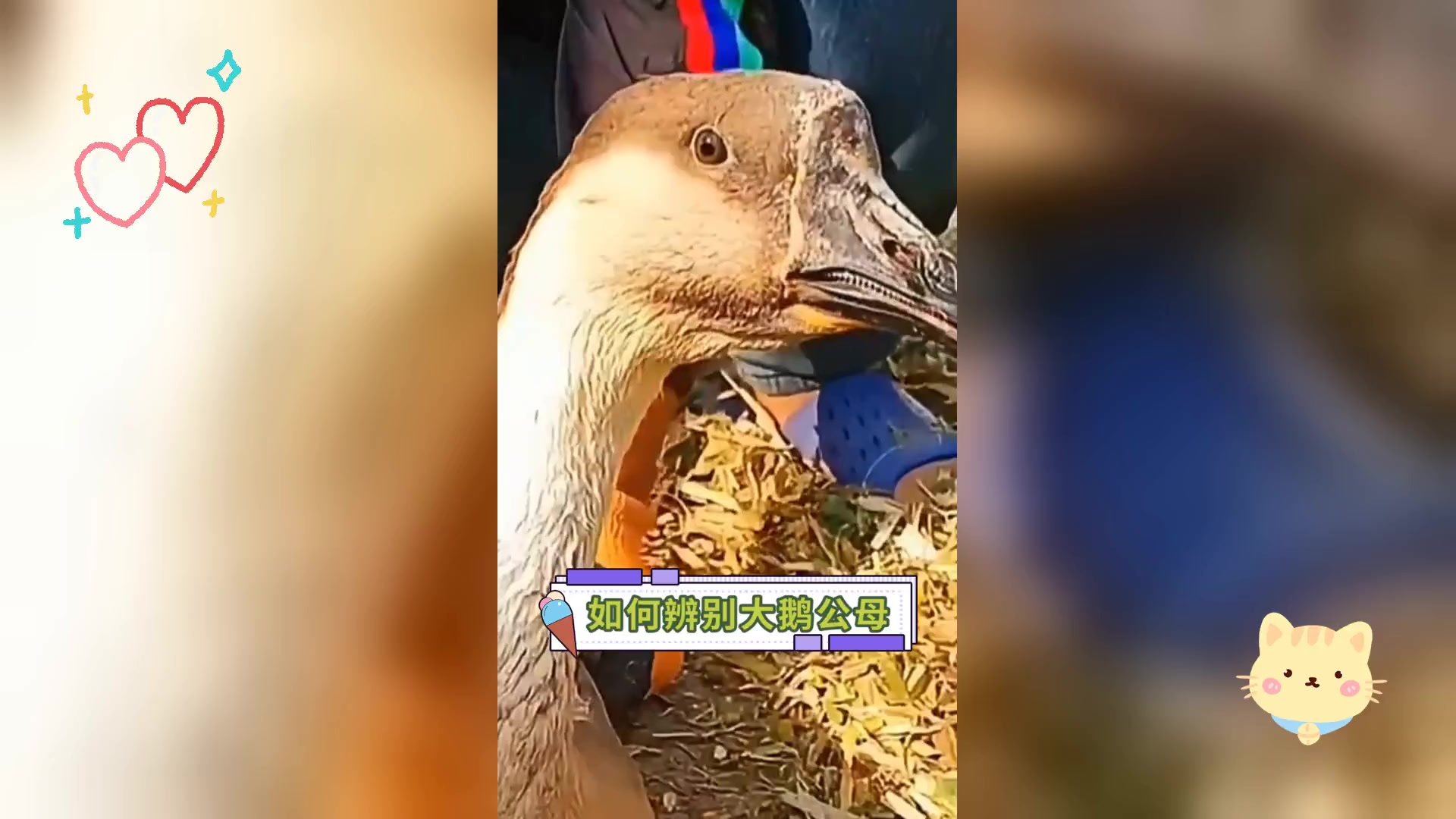 如何辨别大鹅公母
