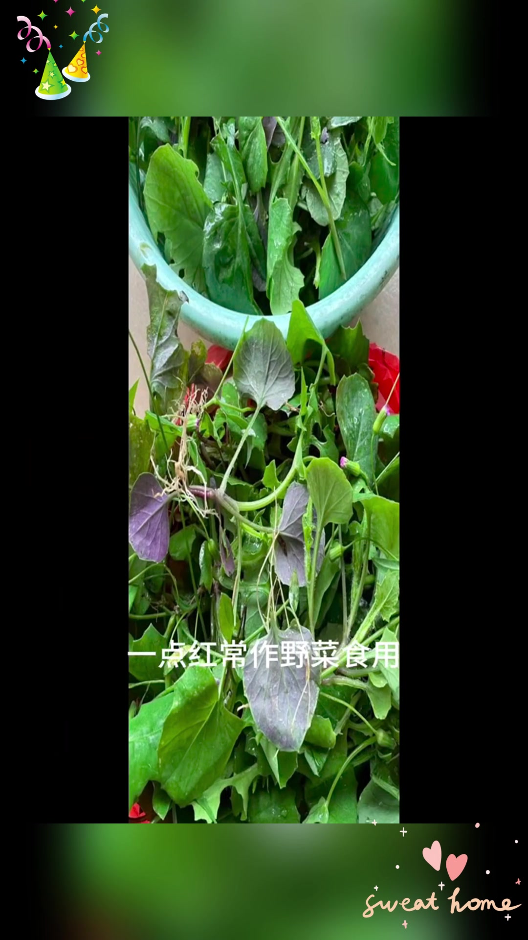 一点红,这种常见野菜你吃过吗?