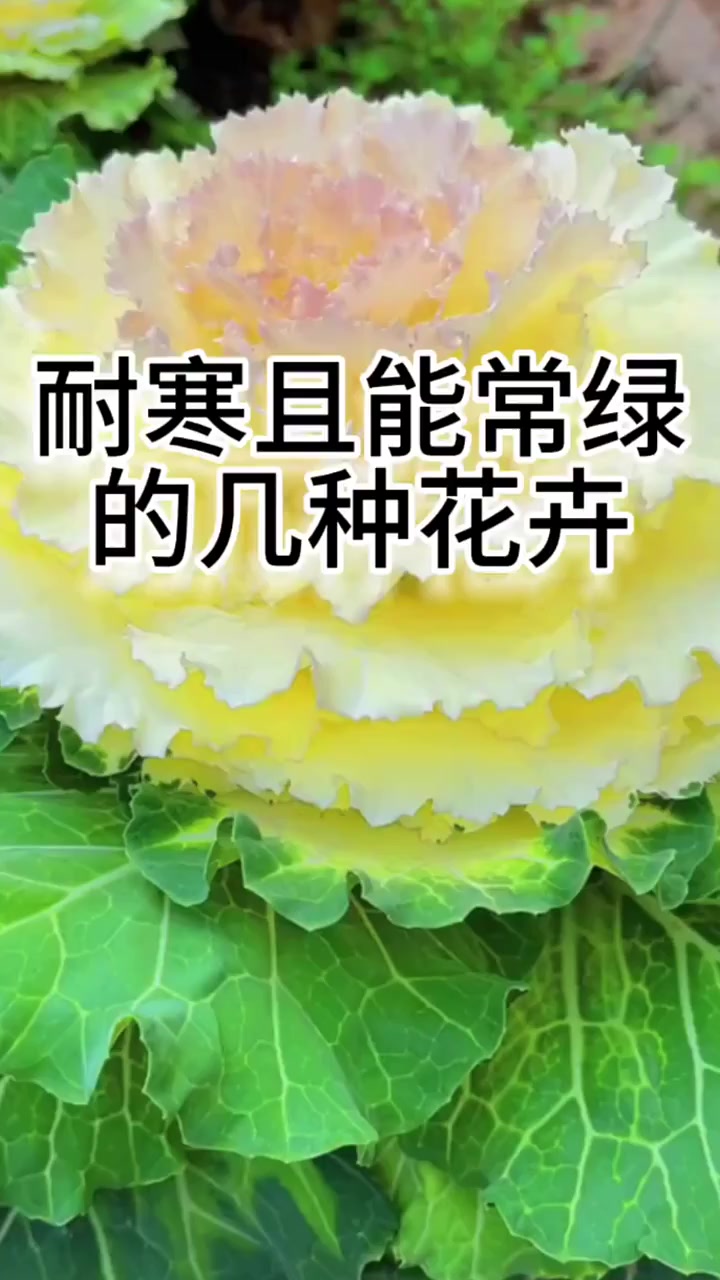 耐寒叶片还能常绿的花你知道有哪几种吗?