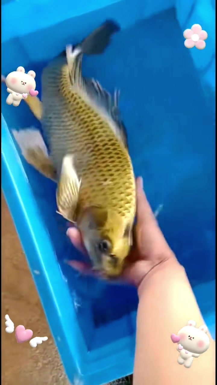 萌宠龙凤锦鲤鱼哟