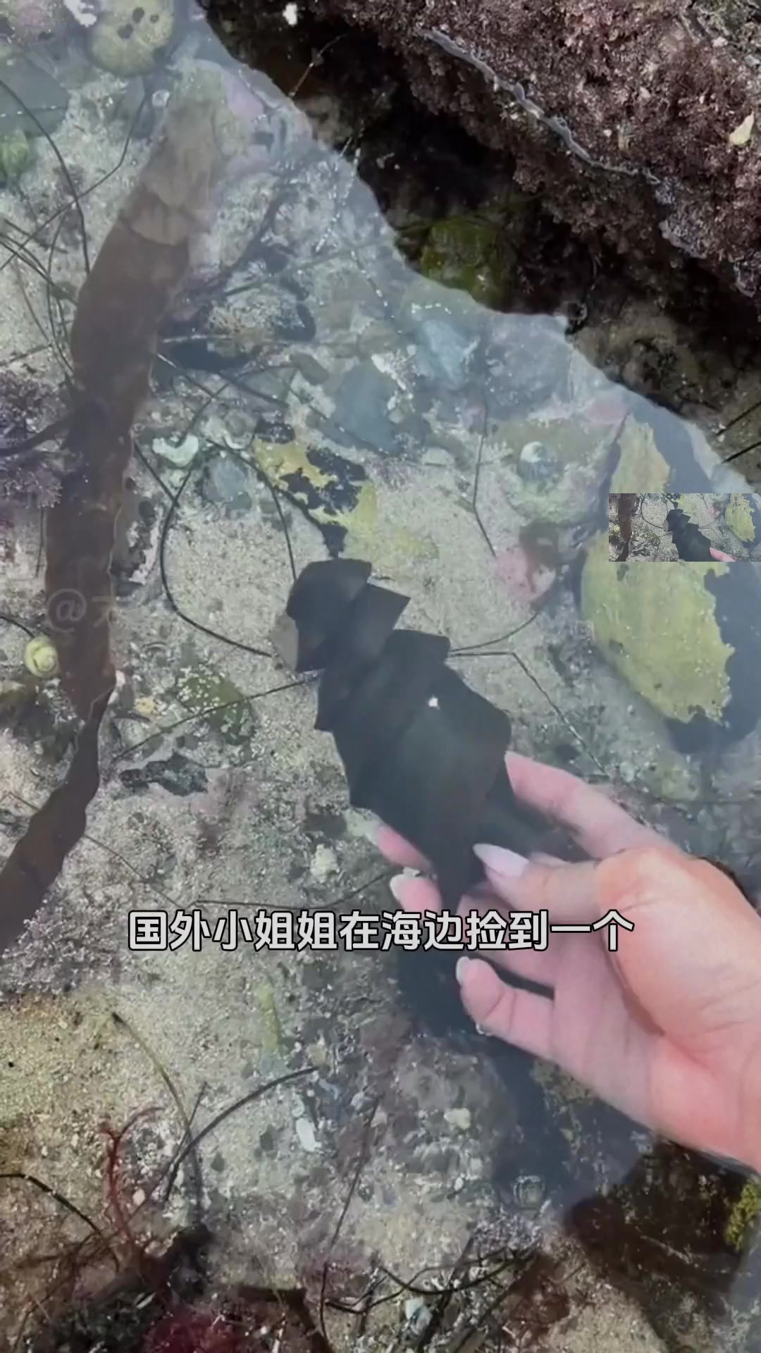 你见过螺旋状的鲨鱼卵吗?