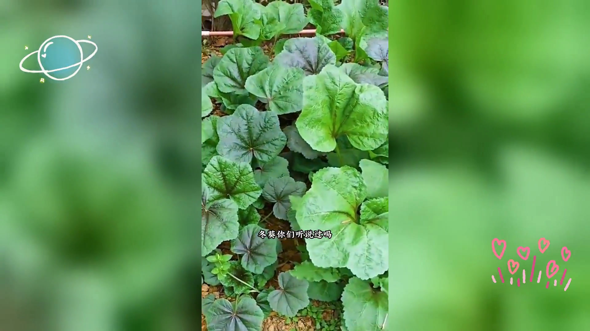 糯米冬寒菜,别名冬葵