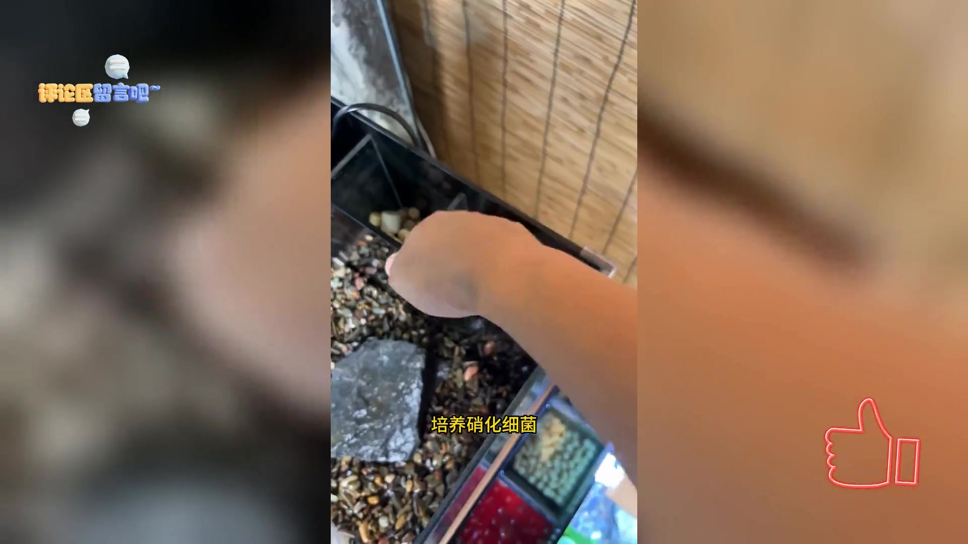 蓝魔鳌虾,海中恶魔之姿