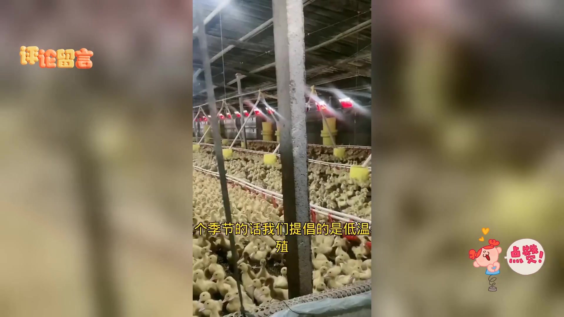 鸭群聚集原因探析