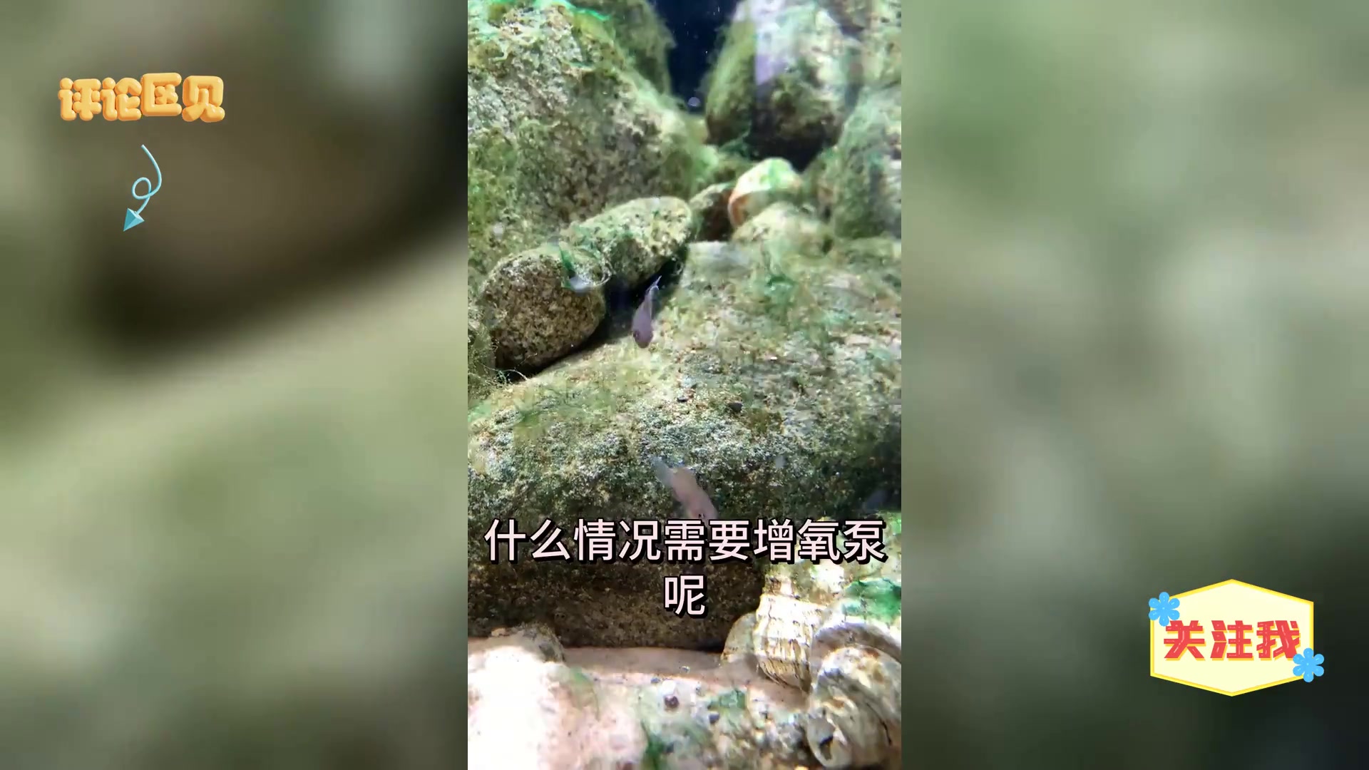 养鱼新手指南: 低密度养鱼无需增氧泵