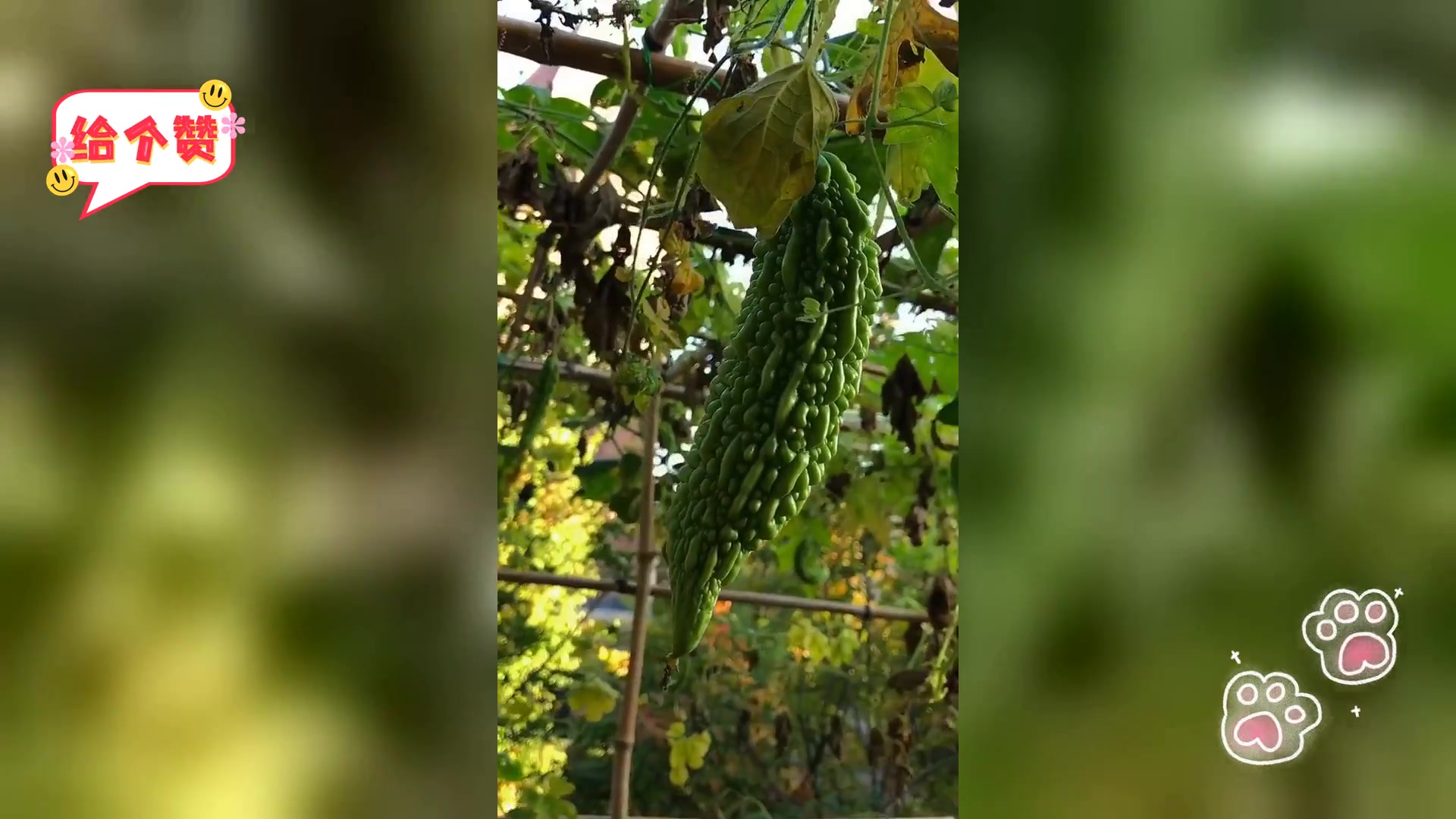 小院蔬菜种类知多少
