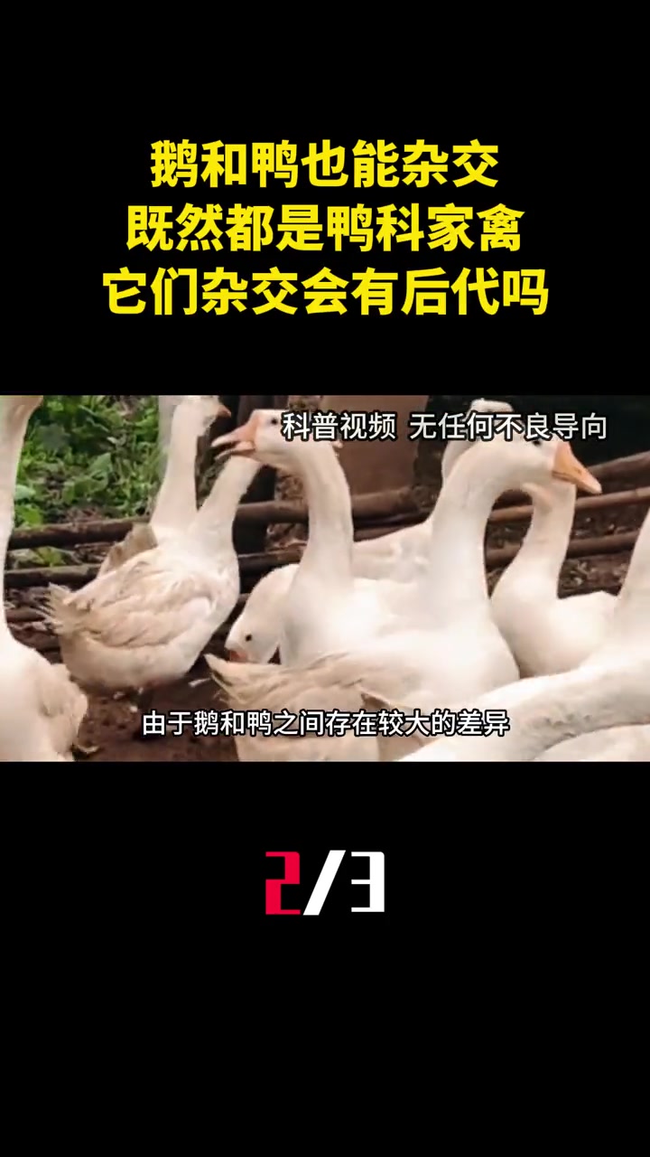 鹅和鸭也能杂交?既然都是鸭科家禽,它们杂交会有后代吗?(2)