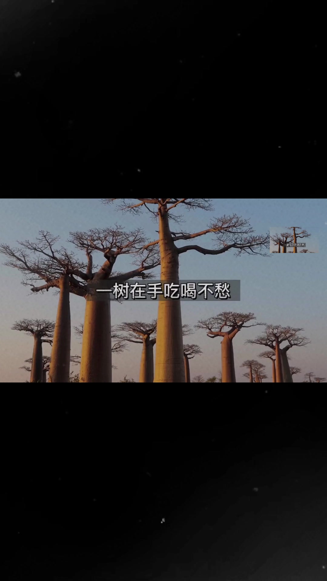 猴面包树有多神奇,一树在手吃喝不愁!