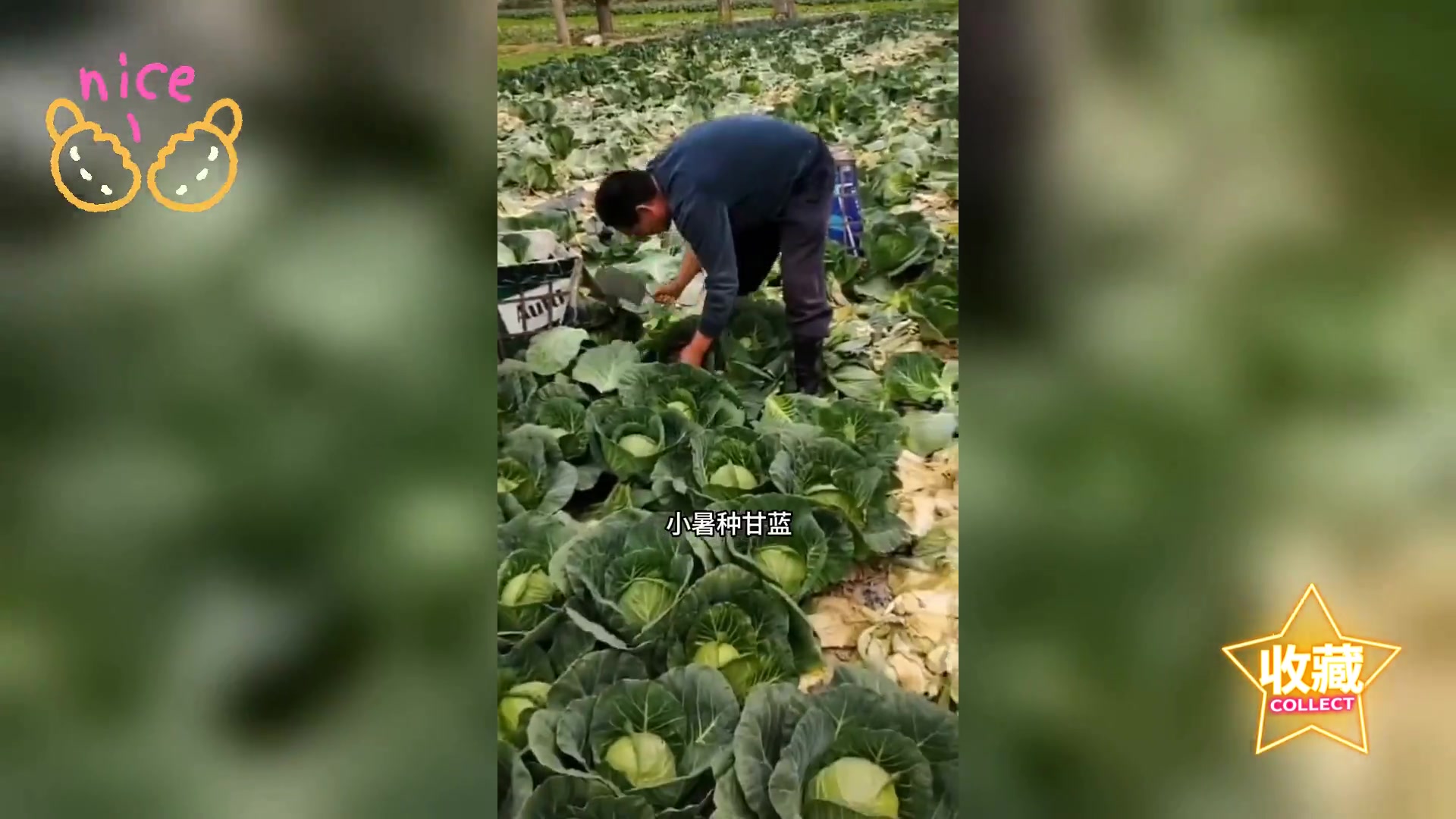 精准种菜时令表,时间管理勿出错