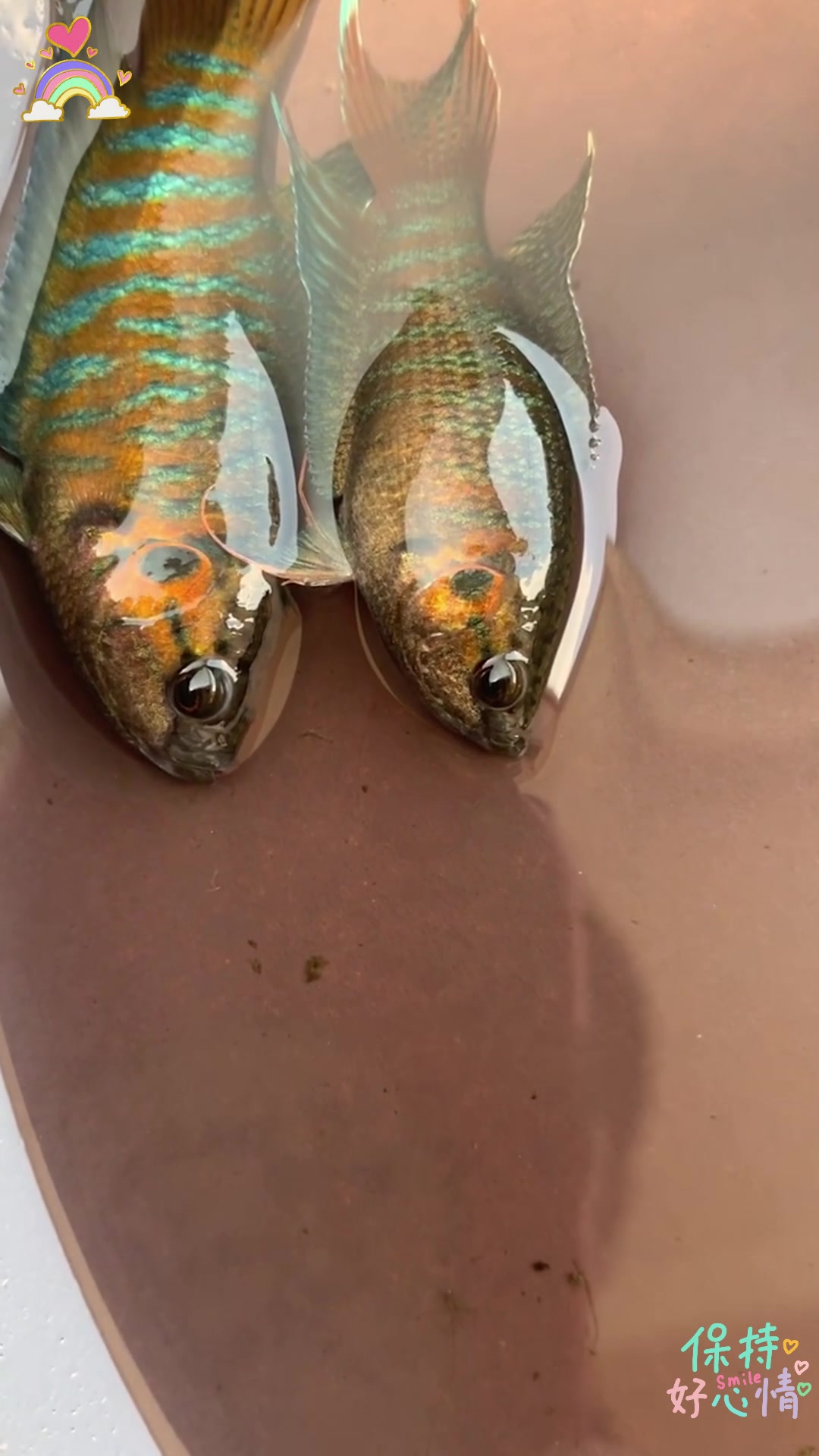 如何从小区分国斗的公母