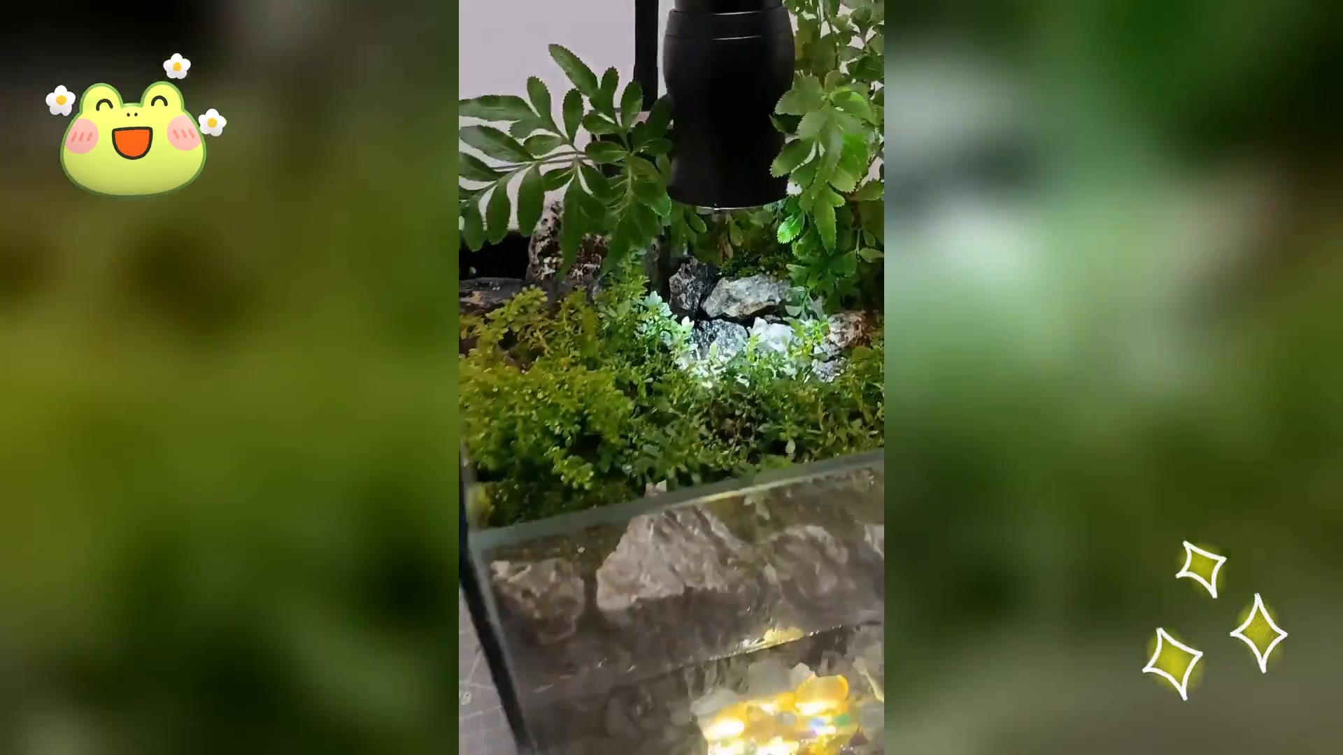 创意鱼缸景观,打造斗鱼专属梦幻世界