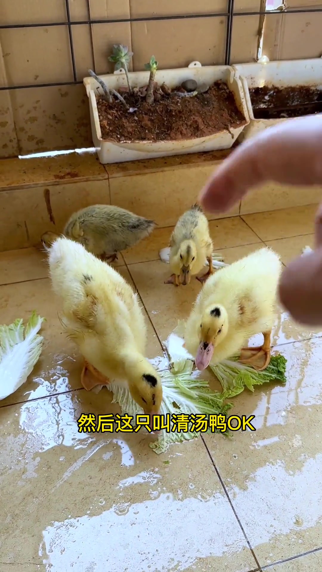 这两个老六,叫你们给小鸭子起个名字有那么难吗,今天休息老铁们。当人类幼崽遇到小动物