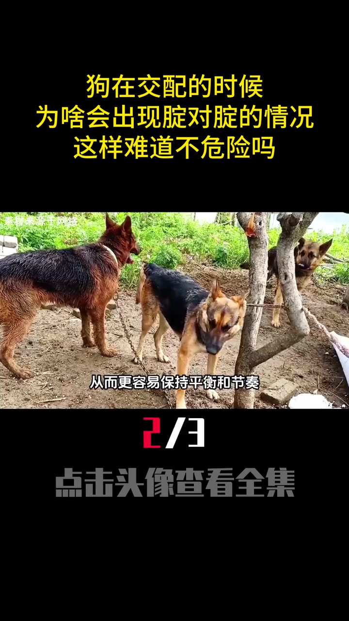 狗在交配的时候,为什么会出现腚对腚的情况?这样难道不危险吗(
