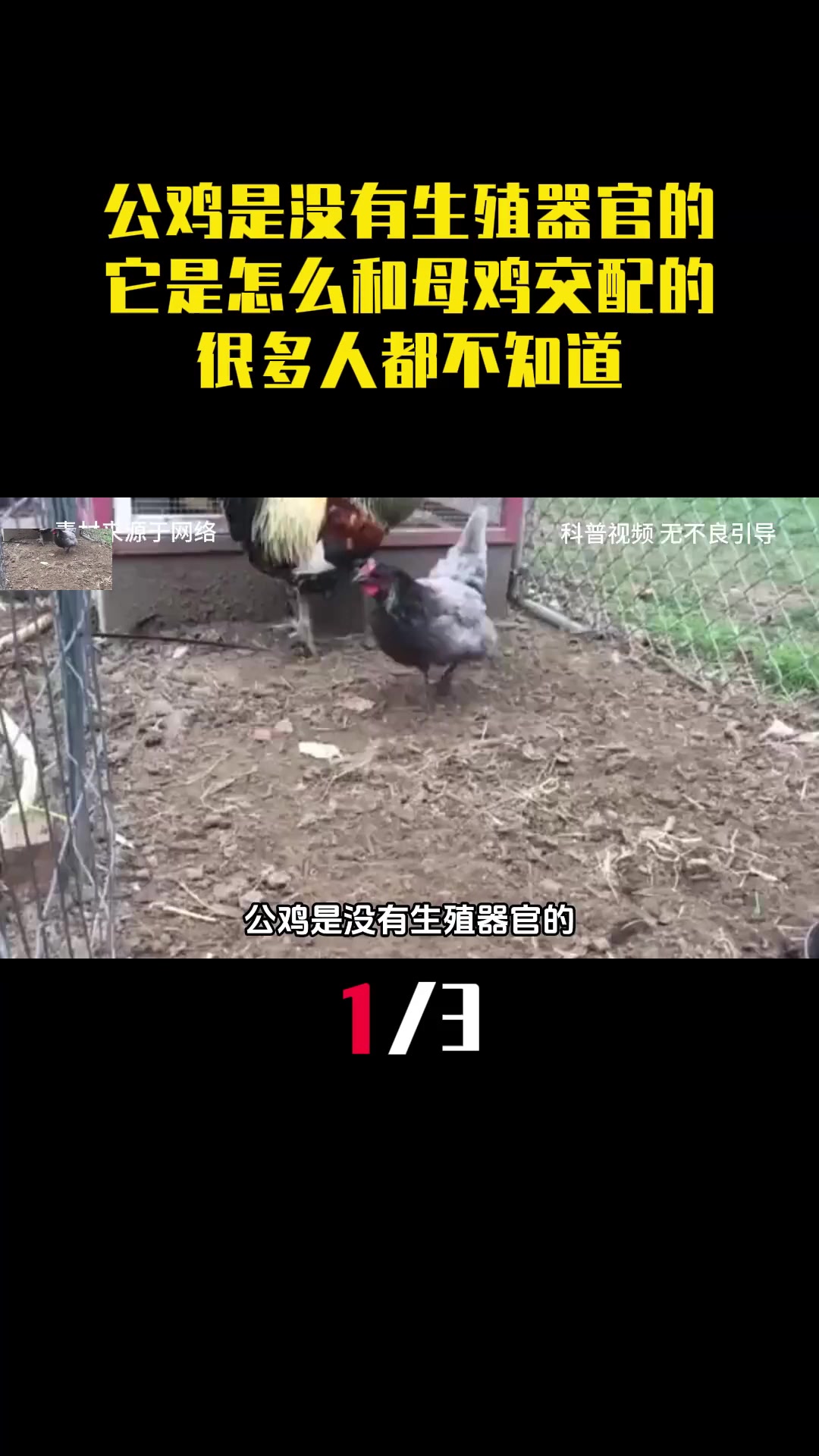 公鸡是没有生殖器官的,它是怎么和母鸡交配的呢?很多人都不知道