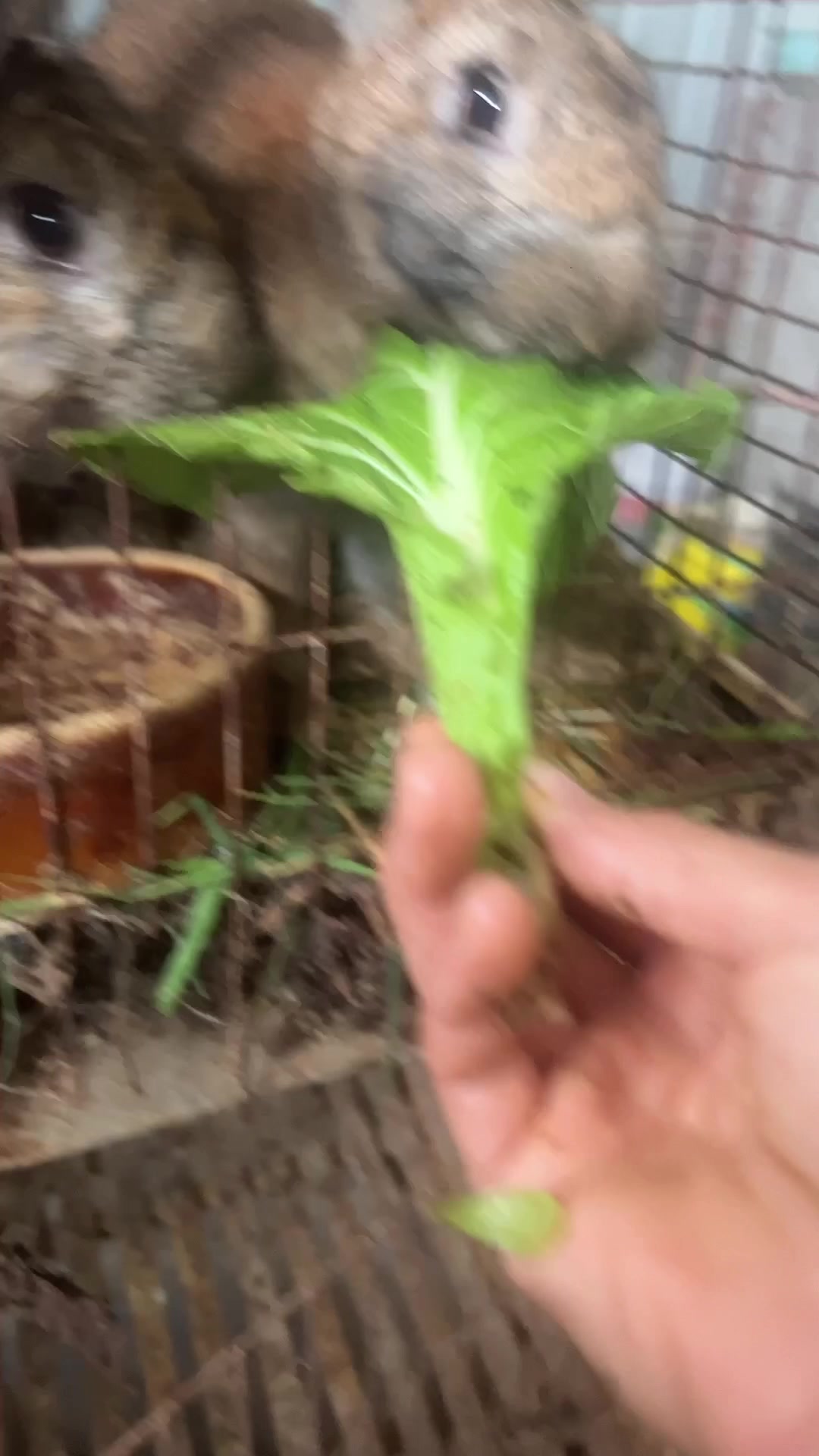 大白鹅真的非常喜欢吃青菜!公鹅已经有8.2斤了,母鹅比较小个!