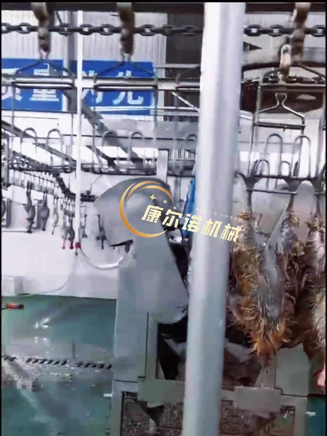 时杀1000只乌鸡屠宰流水线 公鸡宰杀生产线 蛋鸡脱毛机视频