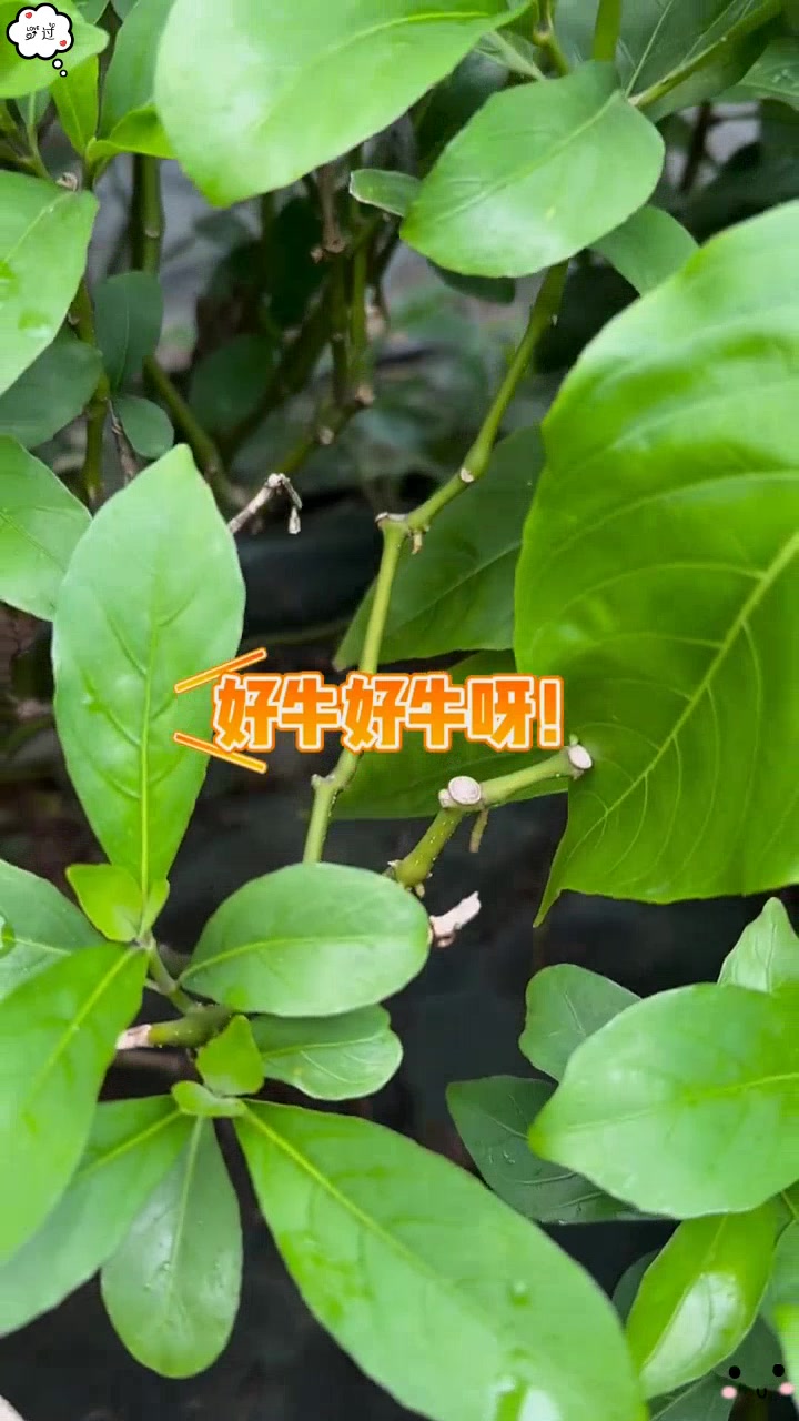 大驳骨大接骨鸭嘴花有何独特功效