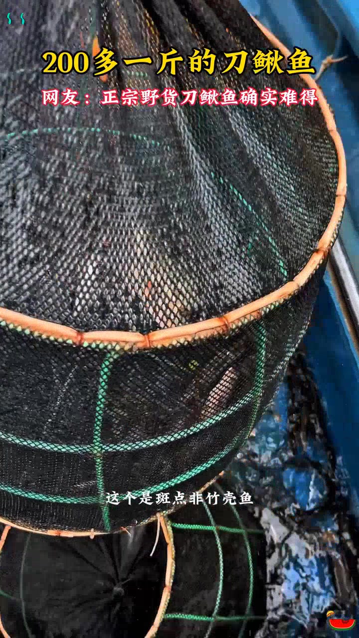 很难见到的刀鳅鱼