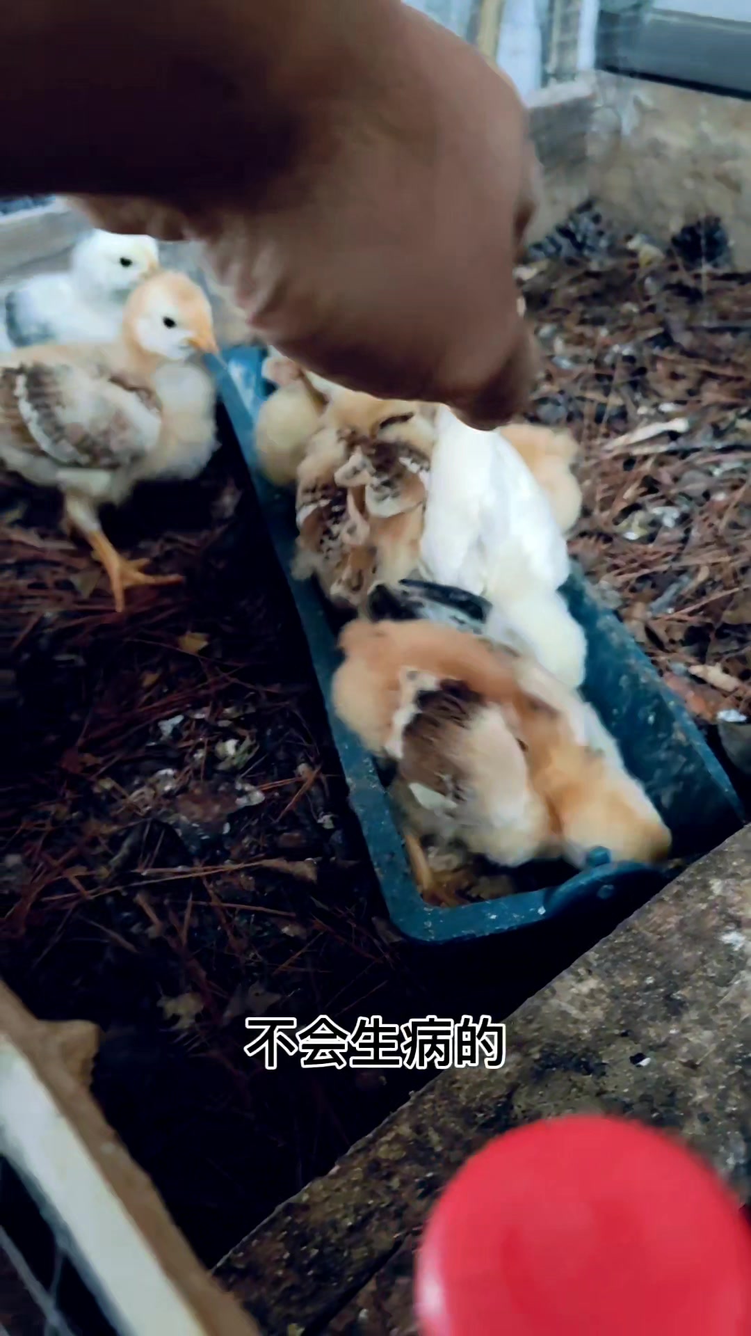 养鸡一定要自己孵化小鸡,至少能解决99%的烦恼