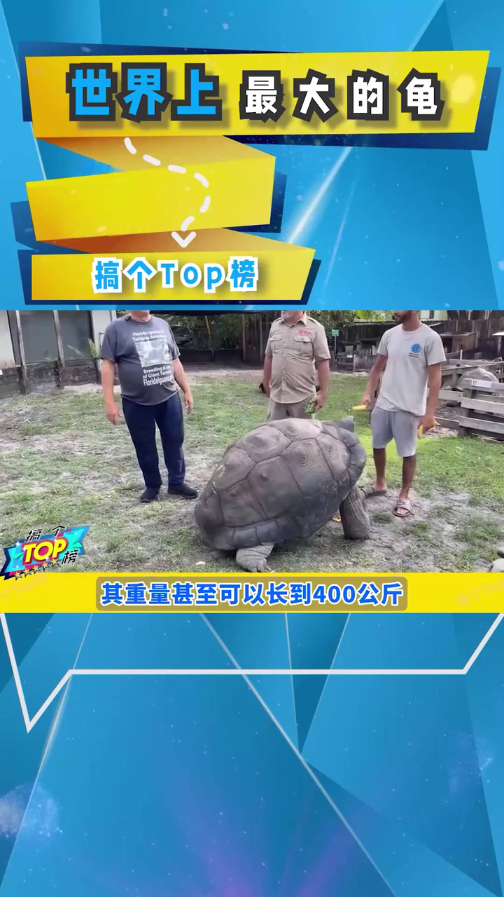 世界上最大的乌龟——NO.2