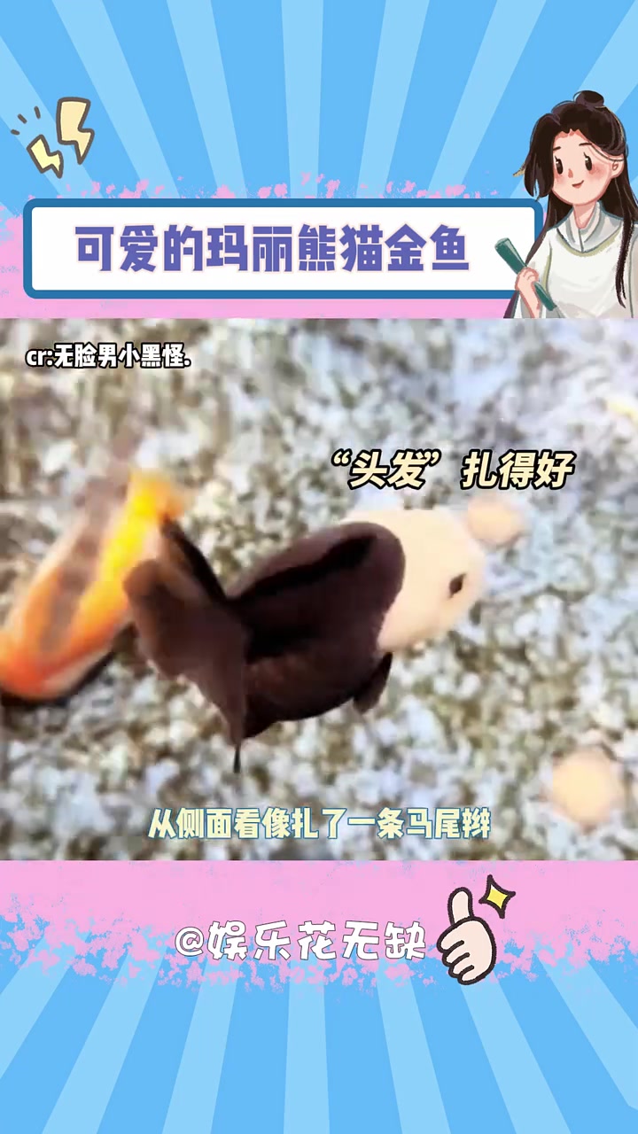 好呆萌的玛丽熊猫金鱼 玛丽熊猫金鱼 萌宠