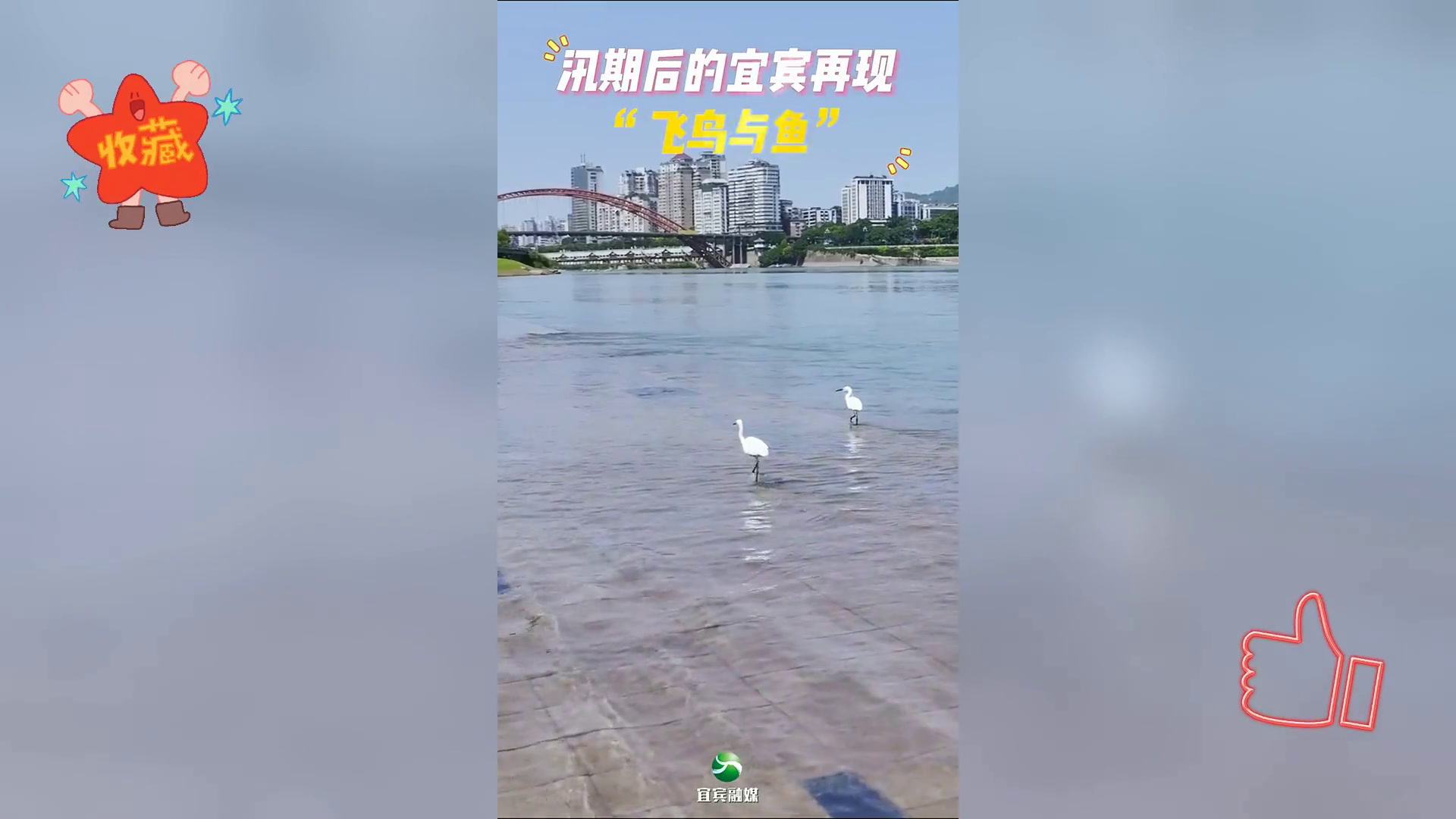 宜宾三江口重现鱼群,可近观投食