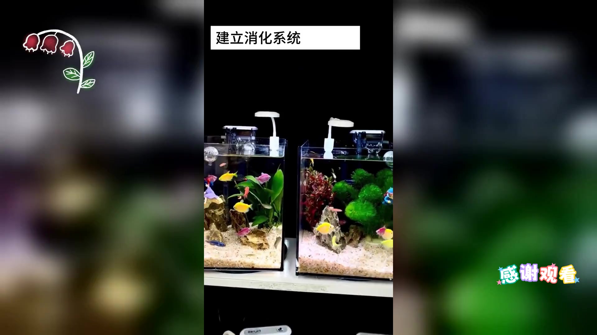 开缸养水: 养鱼前准备水质环境的步骤