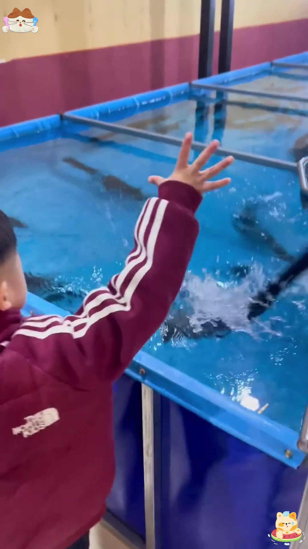 老人孩子放心吃的淡水鱼——鸭嘴鱼