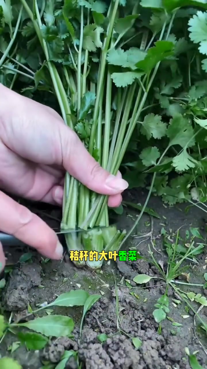 能越冬的耐寒蔬菜有哪些