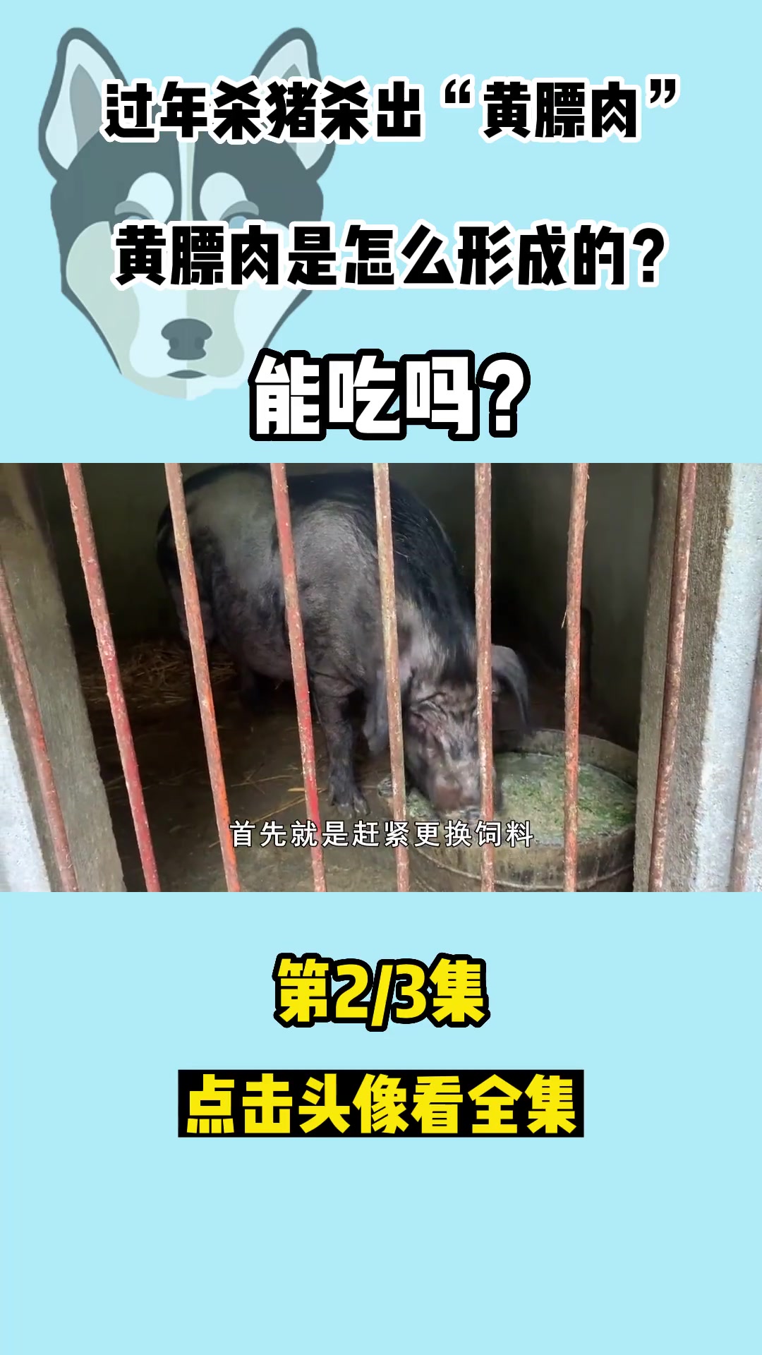 过年杀猪杀出“黄膘肉”,黄膘肉是怎么形成的?能吃吗?