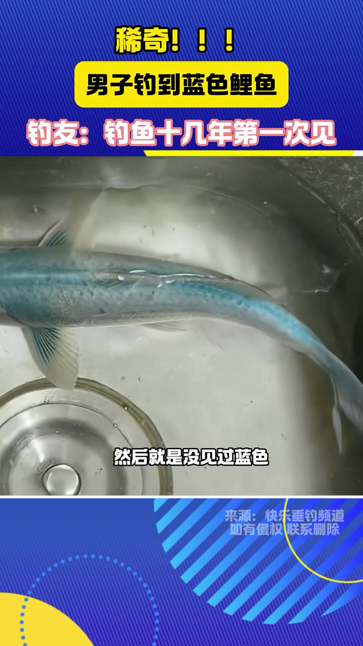 稀奇!男子钓到蓝色鲤鱼 鲤鱼 蓝色鲤鱼