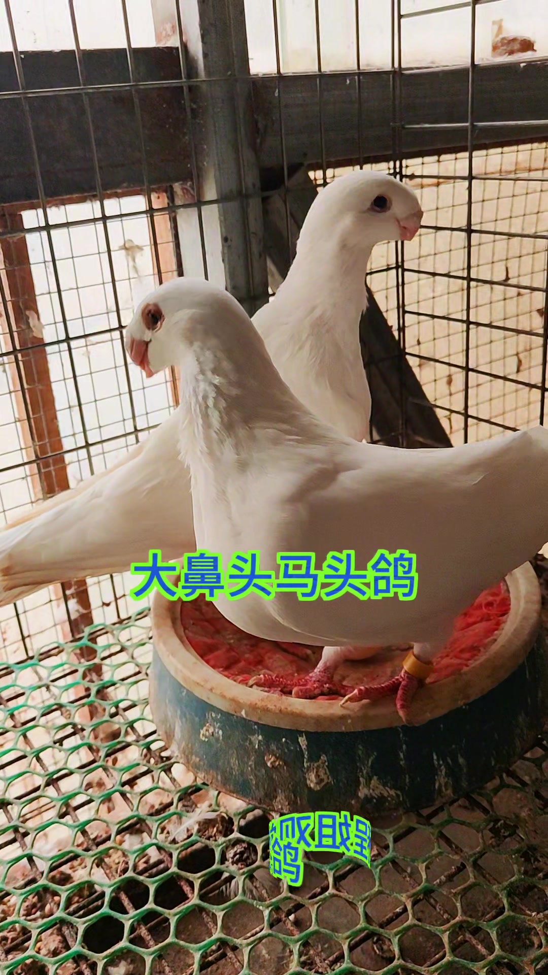 大鼻头俄罗斯马头鸽子