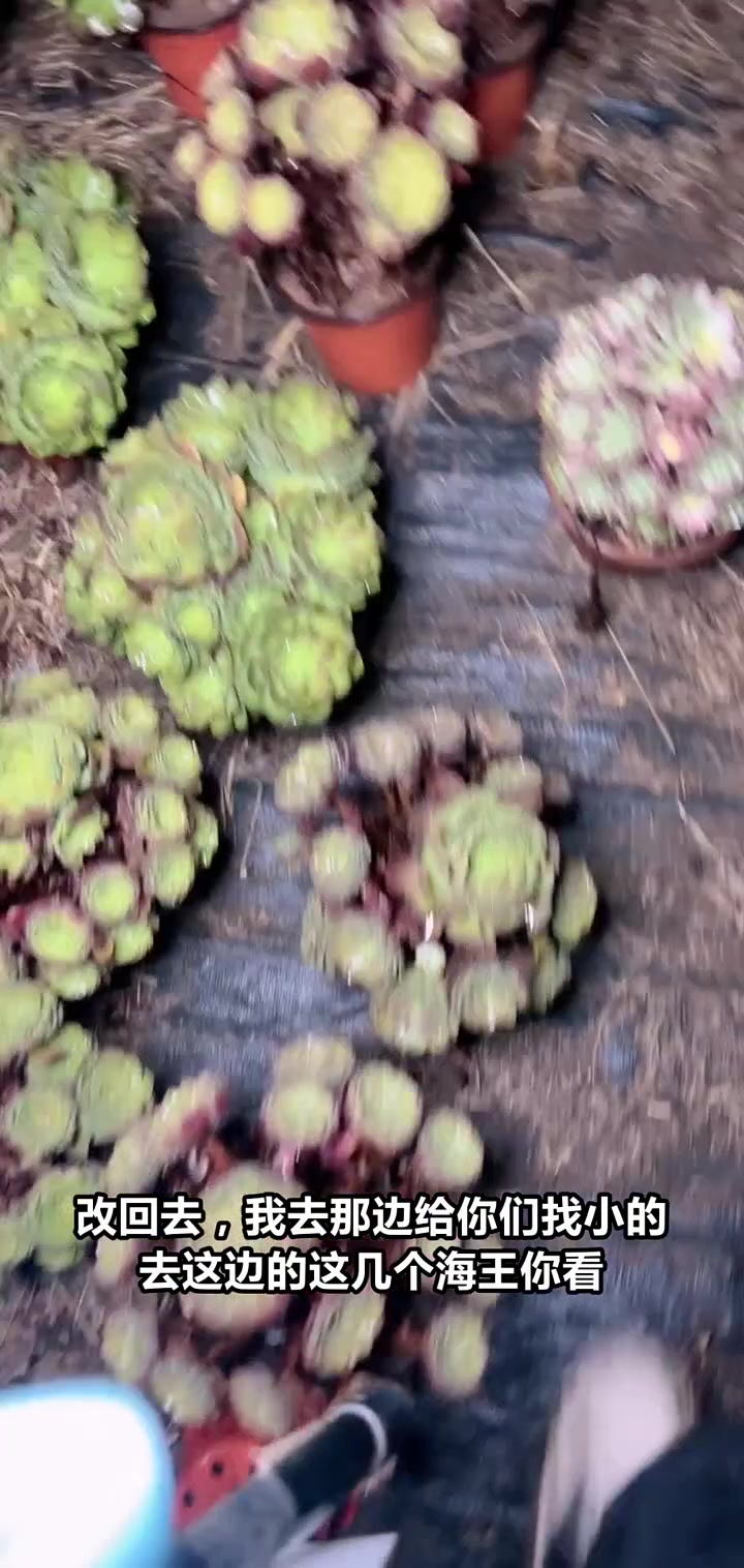 直播间特惠!大颗小颗海王鱼任你选,快来抢购!
