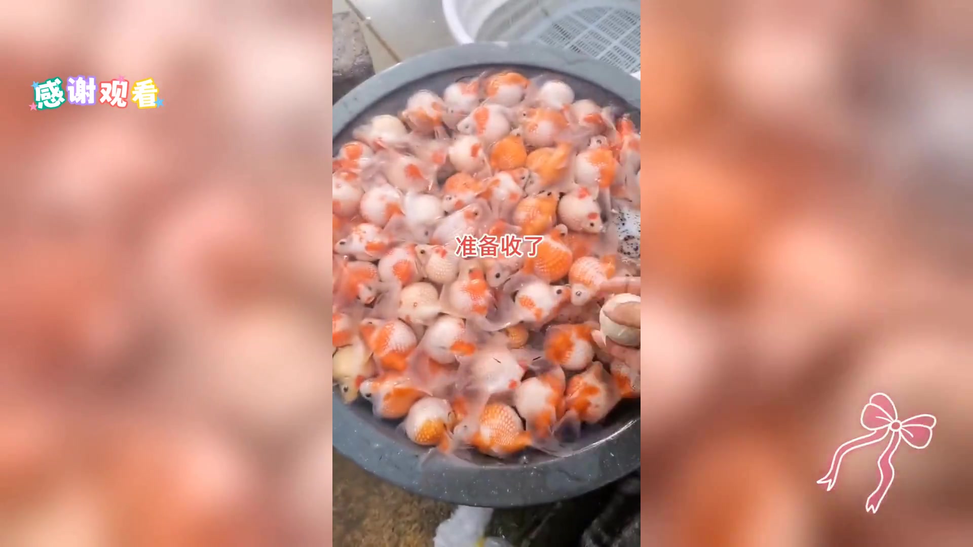 红白双色汤圆,美味诱人