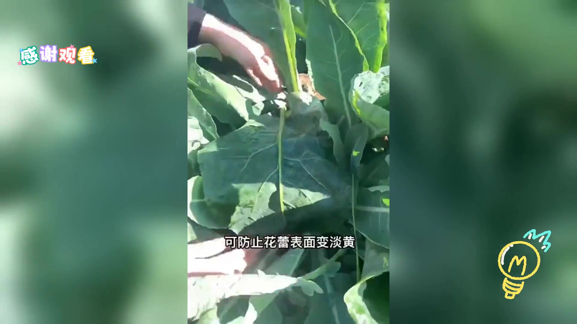 青梗松花菜苗,有机培育,花椰菜种子苗