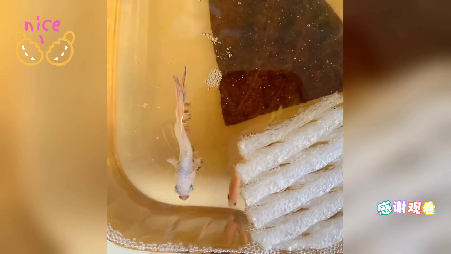 斗鱼直播相亲未果