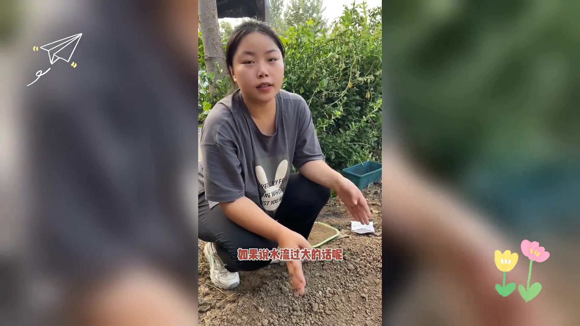 矮脚黄高效种植技巧