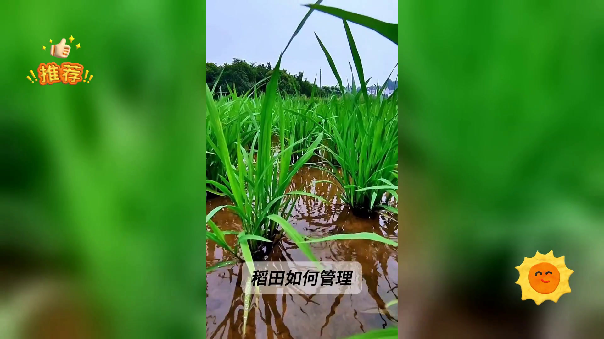 稻鳅共生养殖法