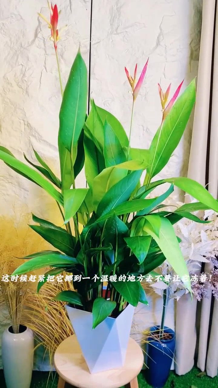 富贵鸟盆栽家居生机的秘密武器