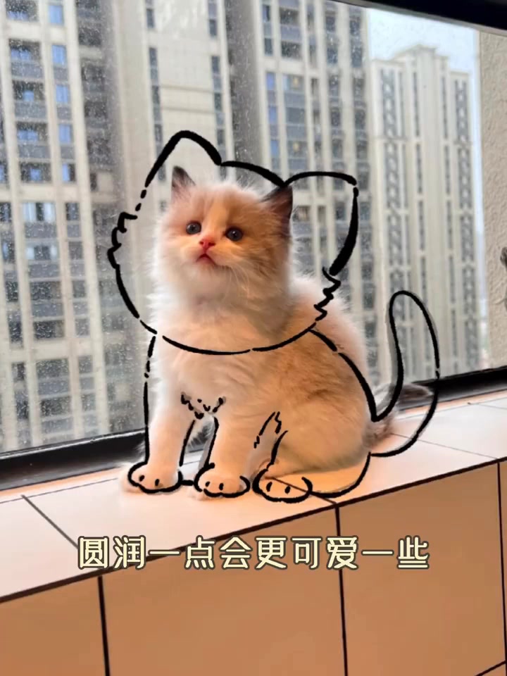 可爱的猫猫怎么画
