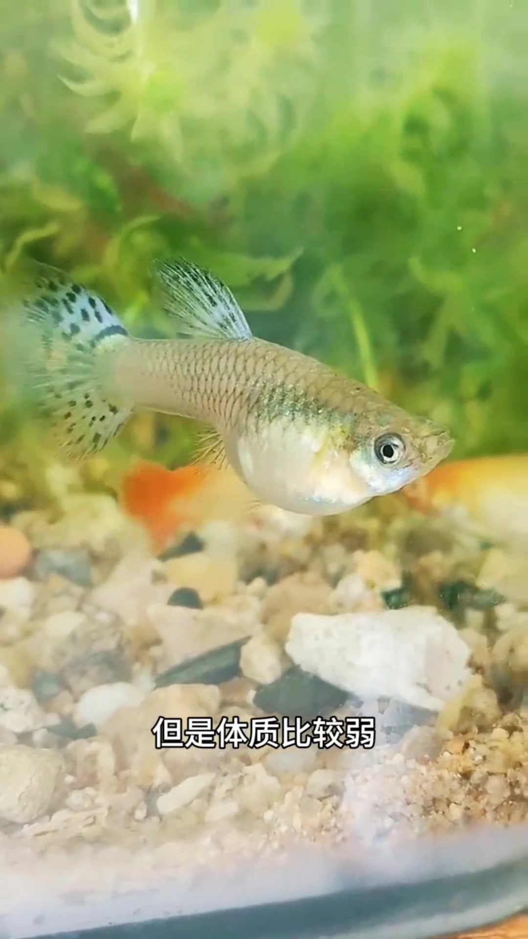 判断孔雀鱼是否快生产看这几点