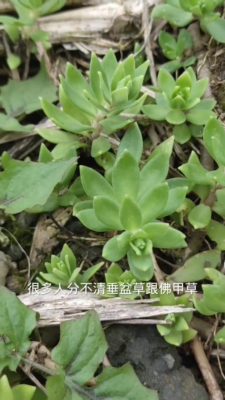 垂盆草 景天科多肉