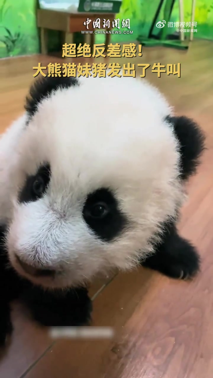 「超绝反差感!大熊猫妹猪发出了牛叫」大熊猫妹猪一开口反差感拉满“哞~”4个月大的熊猫宝宝妹
